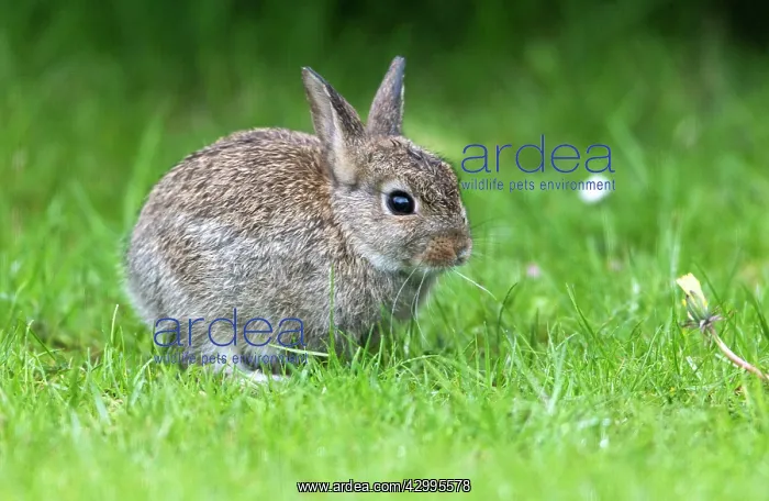 : Wild Rabbit - baby rabbit on garden lawn Island : Wild Rabbit - baby rabbit on garden lawn Island