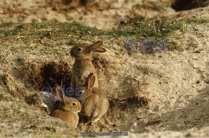 : Wild RABBIT - at burrow : Wild RABBIT - at burrow