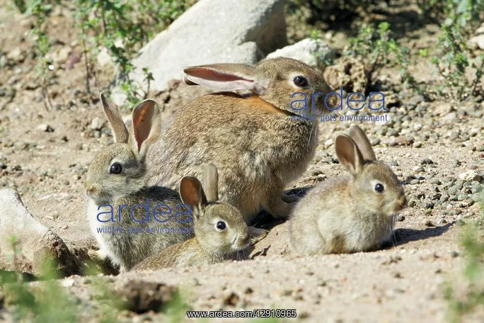 : Wild Rabbit - doe with 3 babies, at burrow entrance : Wild Rabbit - doe with 3 babies, at burrow entrance