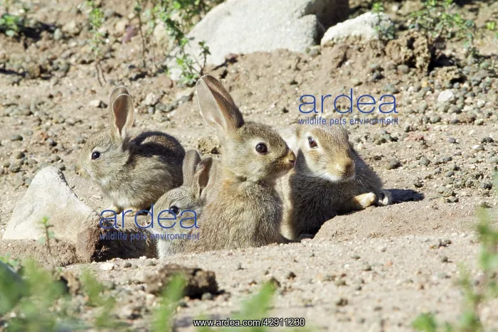 : Wild Rabbit - doe with 3 babies, at burrow entrance : Wild Rabbit - doe with 3 babies, at burrow entrance