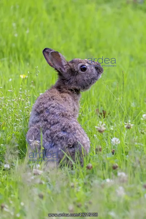 : Wild rabbit feeding in a summer meadow (Oryctolagus : Wild rabbit feeding in a summer meadow (Oryctolagus