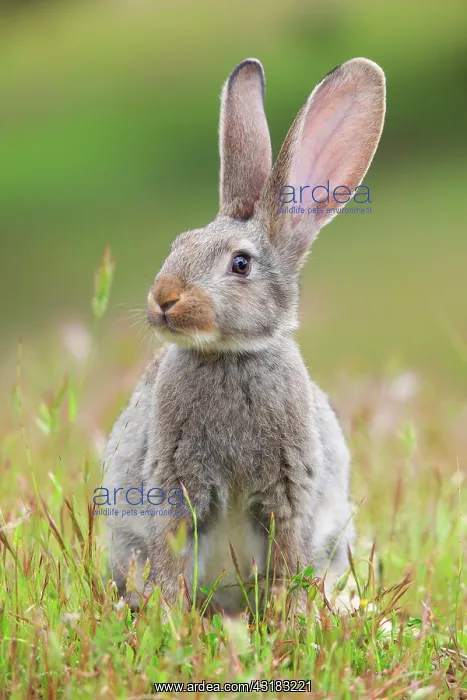 : Wild rabbit, Oryctolagus cuniculus, Spain, Europe : Wild rabbit, Oryctolagus cuniculus, Spain, Europe