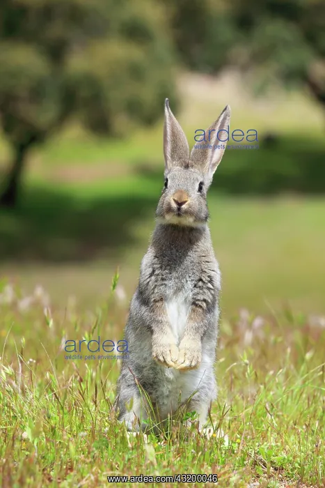 : Wild rabbit, Oryctolagus cuniculus, Spain, Europe : Wild rabbit, Oryctolagus cuniculus, Spain, Europe