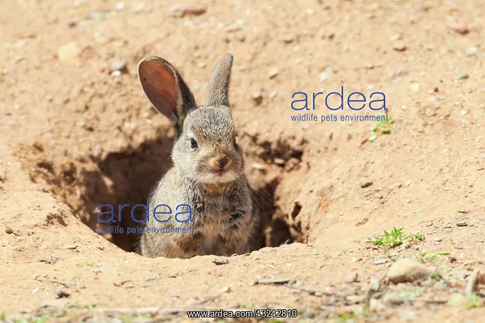 : Wild rabbit, Oryctolagus cuniculus, Spain, Europe : Wild rabbit, Oryctolagus cuniculus, Spain, Europe