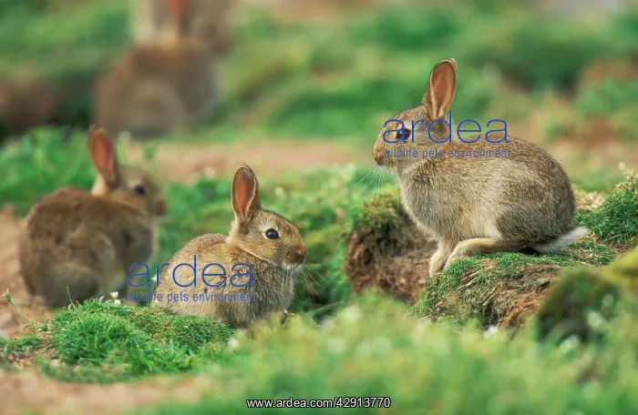 : Wild Rabbit - rabbit warren : Wild Rabbit - rabbit warren