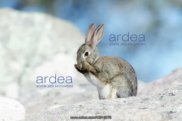 : Wild Rabbit - sitting on boulder, cleaning itself : Wild Rabbit - sitting on boulder, cleaning itself