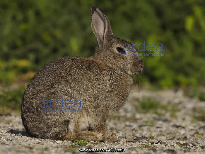 : wild rabbit-sitting on the ground, Holland, Zandvoort : wild rabbit-sitting on the ground, Holland, Zandvoort