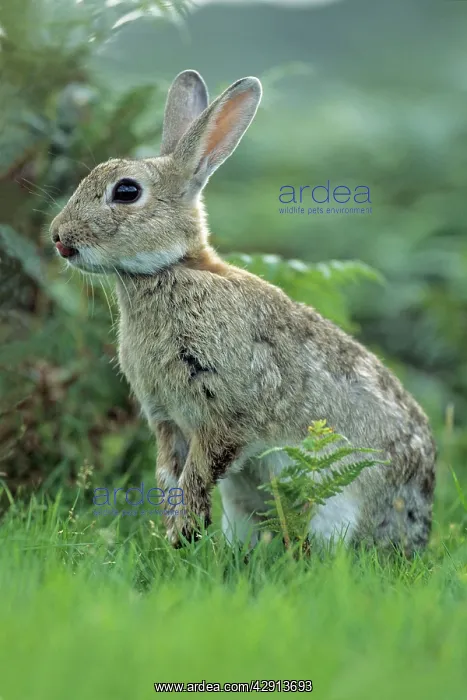 : Wild Rabbit - sticking tongue out : Wild Rabbit - sticking tongue out