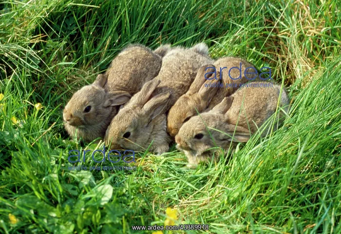 : Wild RABBIT x four babies : Wild RABBIT x four babies