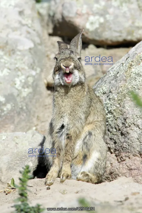 : Wild Rabbit - yawning : Wild Rabbit - yawning