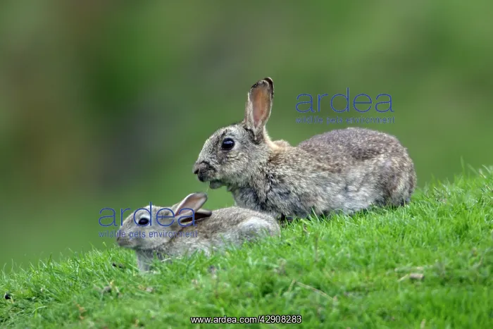 : Wild Rabbit - young animal with adult animal on field : Wild Rabbit - young animal with adult animal on field