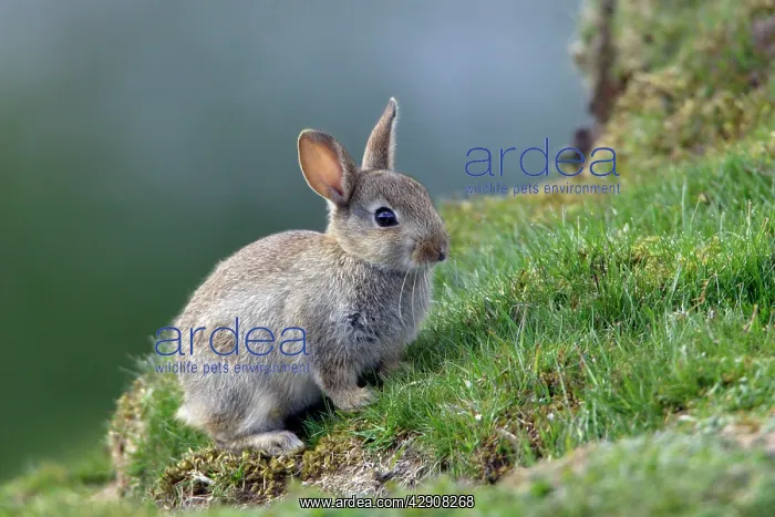 : Wild Rabbit - young animal alert : Wild Rabbit - young animal alert