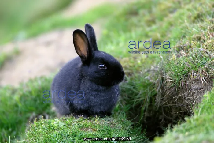 : Wild Rabbit - young animal with black fur sitting : Wild Rabbit - young animal with black fur sitting