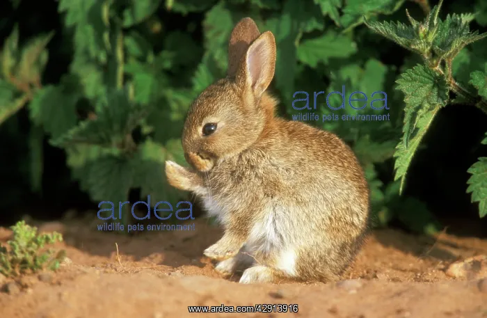 : Wild Rabbit - young animal cleaning itself : Wild Rabbit - young animal cleaning itself