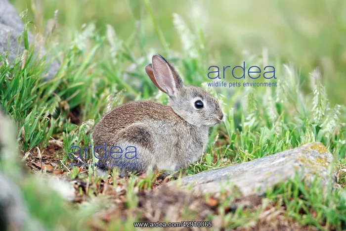 : Wild Rabbit - young animal feeding : Wild Rabbit - young animal feeding