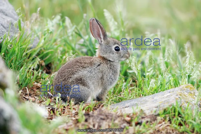 : Wild Rabbit - young animal nibbling grass : Wild Rabbit - young animal nibbling grass