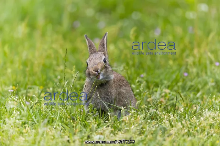 : Wild Rabbit - young animal nibbling on grass stalks : Wild Rabbit - young animal nibbling on grass stalks