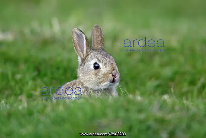 : Wild Rabbit - young animal sitting in front of burrow : Wild Rabbit - young animal sitting in front of burrow