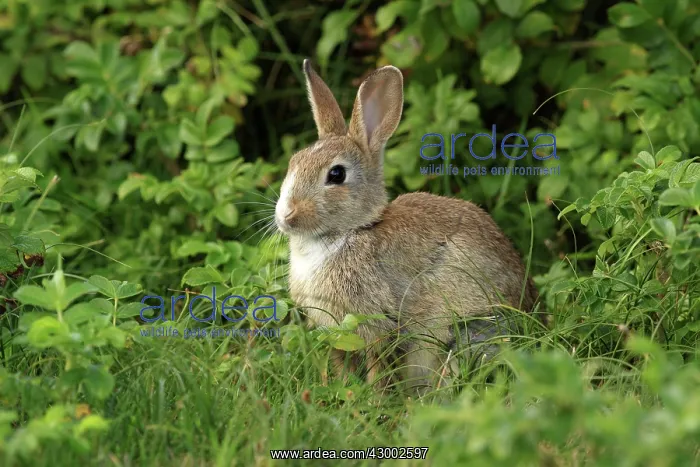 : Wild Rabbit - young Isle of Sylt, Germany (Oryctolagus : Wild Rabbit - young Isle of Sylt, Germany (Oryctolagus