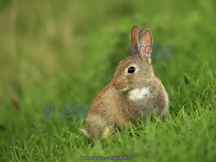 : Wild Rabbit - young Isle of Sylt, Germany (Oryctolagus : Wild Rabbit - young Isle of Sylt, Germany (Oryctolagus