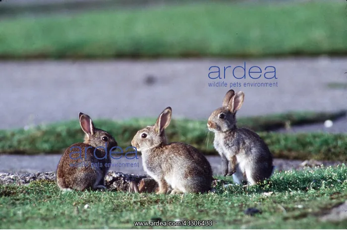 : WILD RABBITS : WILD RABBITS