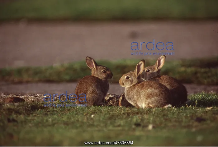 : WILD RABBITS : WILD RABBITS