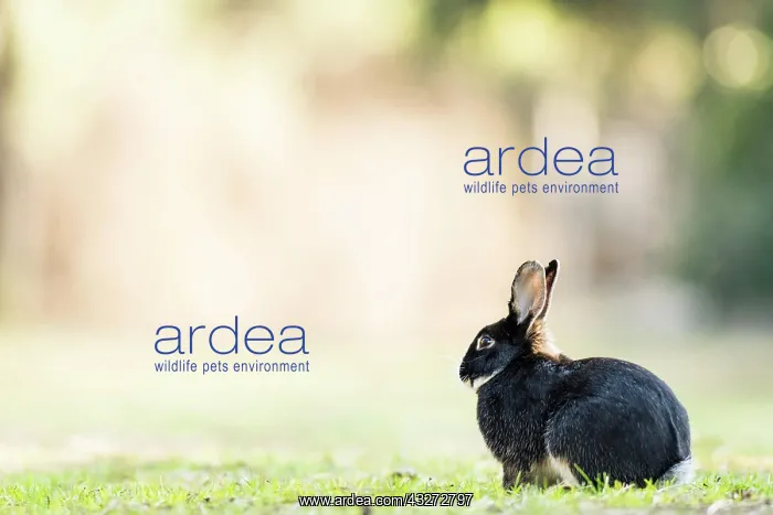 : Wild rabbits (Oryctolagus cuniculus) sitting on : Wild rabbits (Oryctolagus cuniculus) sitting on