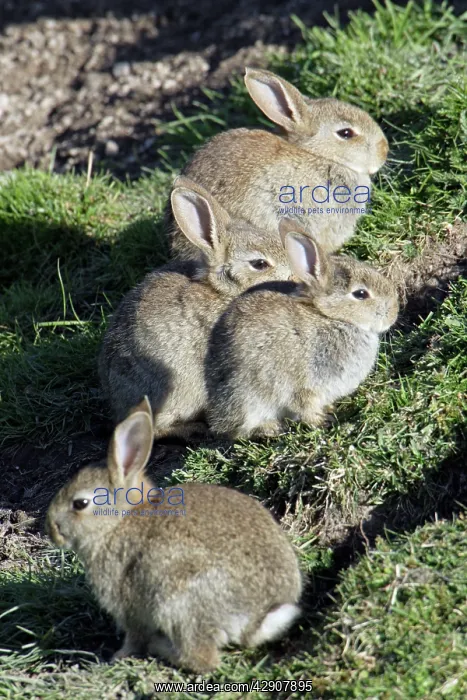: Wild Rabbits - Sitting outside warren : Wild Rabbits - Sitting outside warren