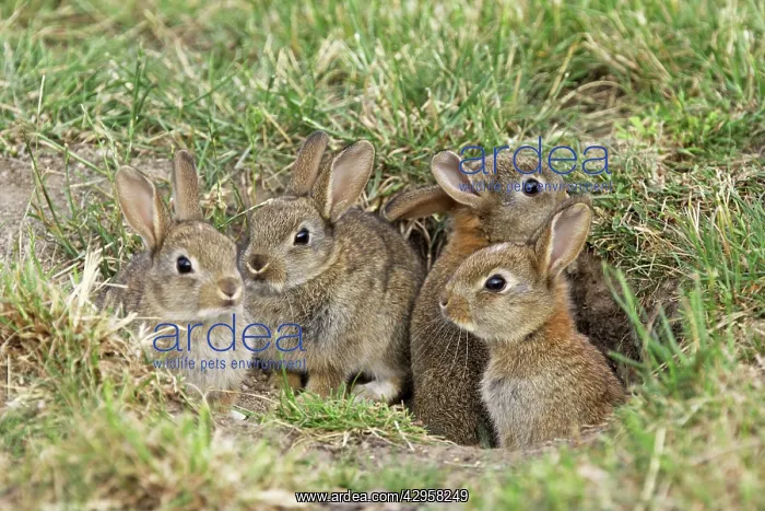 : Wild Rabbits - young : Wild Rabbits - young