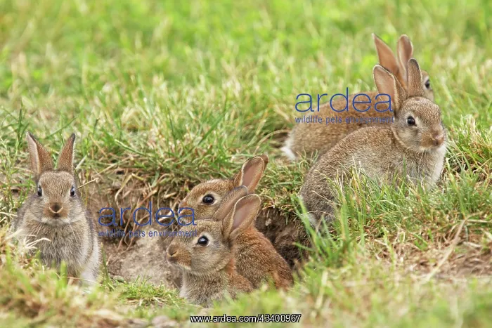 : Wild Rabbits - young : Wild Rabbits - young