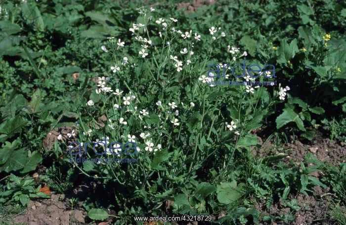 : Wild Radish or Runch : Wild Radish or Runch