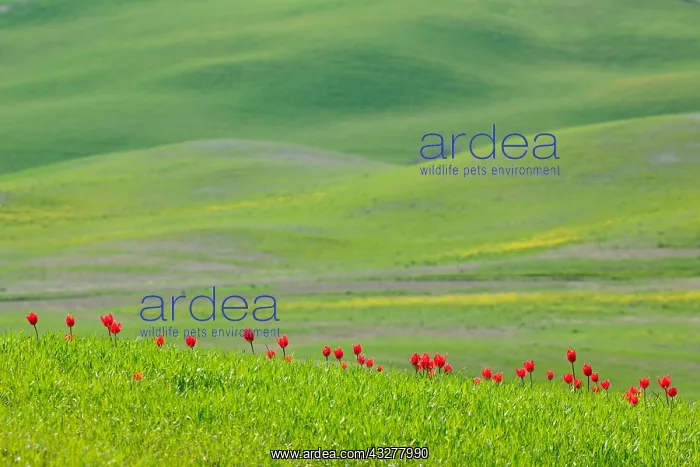 : Wild red Tulips (Tulipa) flower in green field : Wild red Tulips (Tulipa) flower in green field
