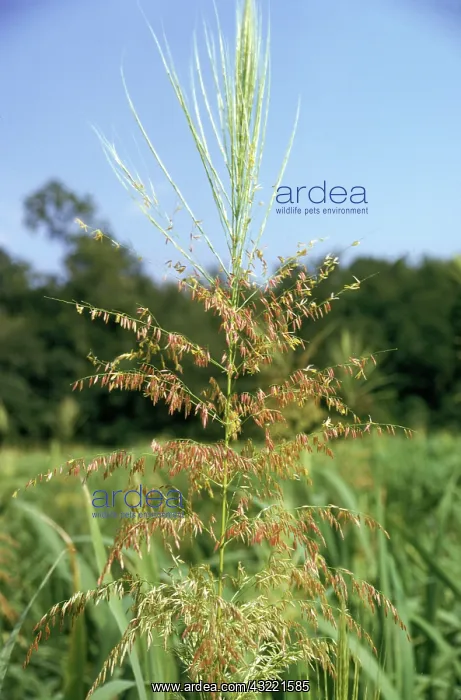 : Wild Rice (Zizania palustris) : Wild Rice (Zizania palustris)