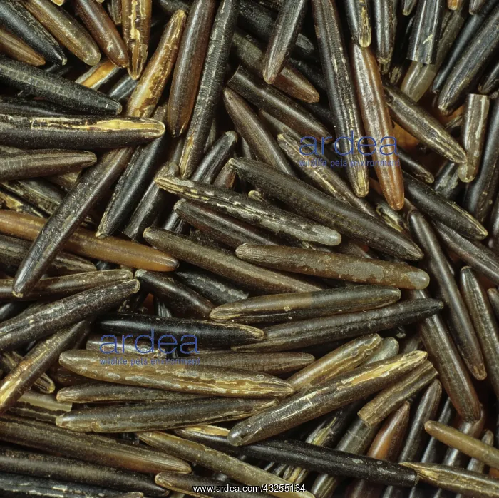 : Wild Rice grains as sold for cooking : Wild Rice grains as sold for cooking