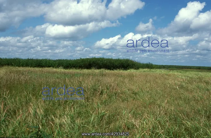 : Wild rice (native) and Mimosa pigra (Oryza rufipogon : Wild rice (native) and Mimosa pigra (Oryza rufipogon