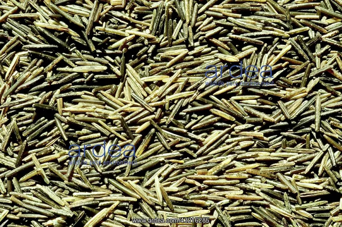 : Wild Rice (Zizania aquatica) : Wild Rice (Zizania aquatica)