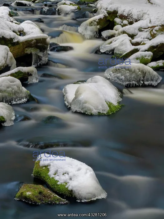 : Wild river with ice and snow-covered stones in winter : Wild river with ice and snow-covered stones in winter