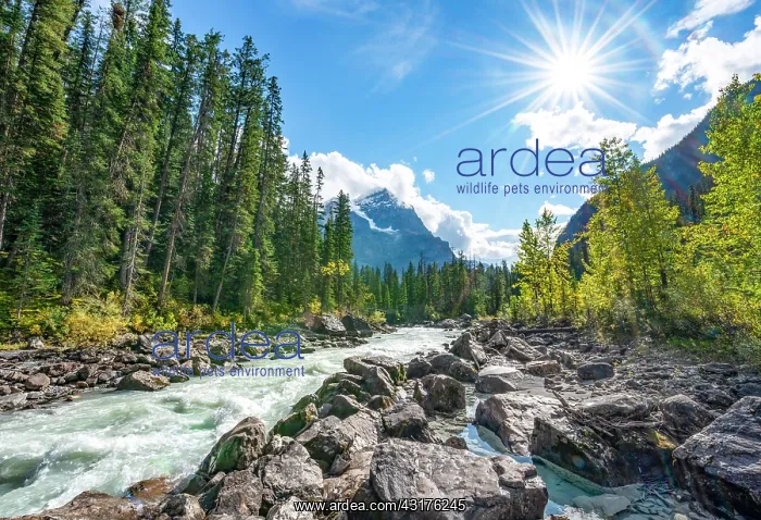 : Wild river in Yoho Valley, Beautiful weather, sky : Wild river in Yoho Valley, Beautiful weather, sky