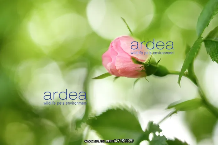  : Wild Rose (Rosae sp.) blooming