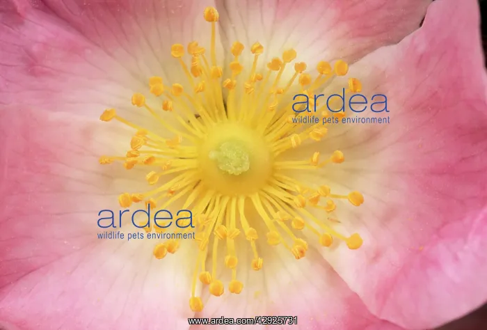  : Wild Rose Flower - close-up of centre