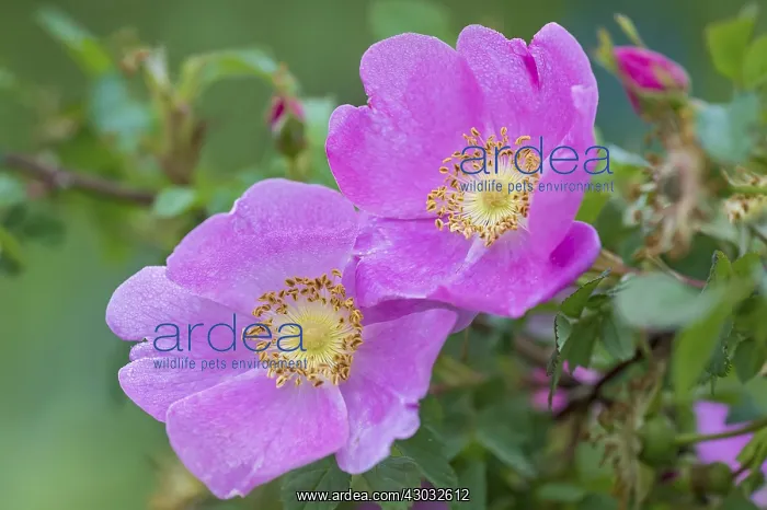 : Wild Rose or Nootka Rose (Rosa nutkana). Common : Wild Rose or Nootka Rose (Rosa nutkana). Common