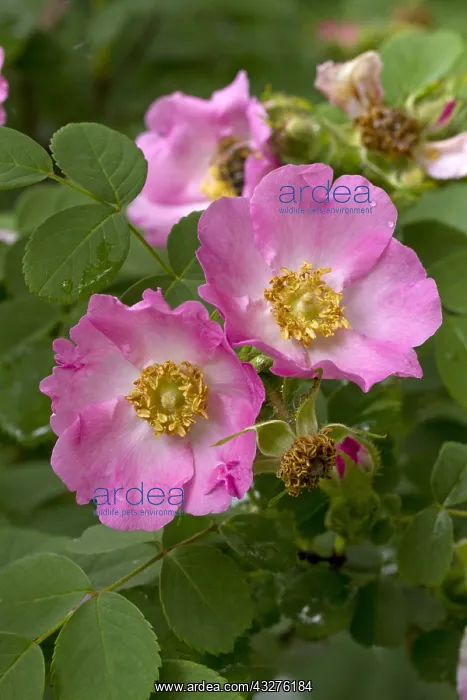 : Wild rose (Rosa multibracteata) : Wild rose (Rosa multibracteata)