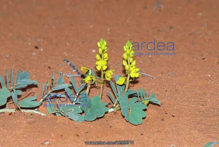 : Wild Senna / Eland's Pea flowering after good rains : Wild Senna / Eland's Pea flowering after good rains