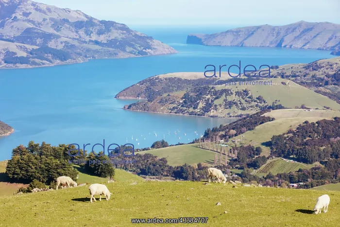 : Wild sheep on the Banks Peninsula near Akaroa in C : Wild sheep on the Banks Peninsula near Akaroa in C