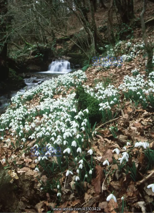 : WILD SNOWDROPS : WILD SNOWDROPS
