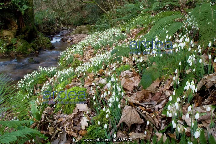 : Wild Snowdrops - in a valley near Timberscombe on Exmoor : Wild Snowdrops - in a valley near Timberscombe on Exmoor