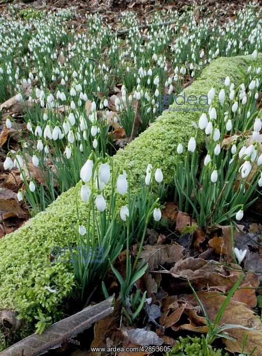 : Wild Snowdrops - in a valley near Timberscombe on Exmoor : Wild Snowdrops - in a valley near Timberscombe on Exmoor