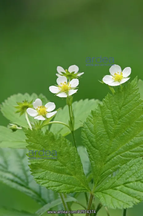 : Wild Strawberries / Woodland / European Strawberry : Wild Strawberries / Woodland / European Strawberry