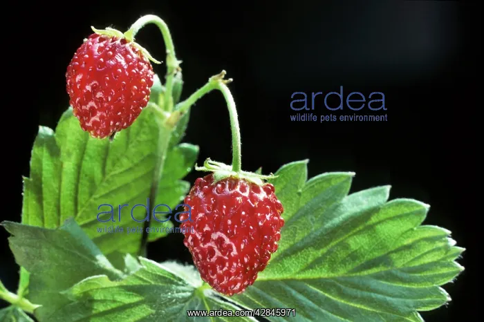  : Wild Strawberry