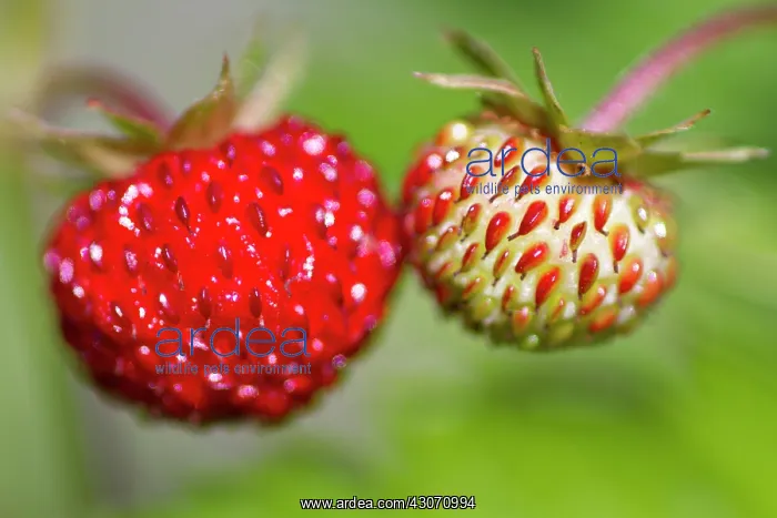 : Wild Strawberry : Wild Strawberry